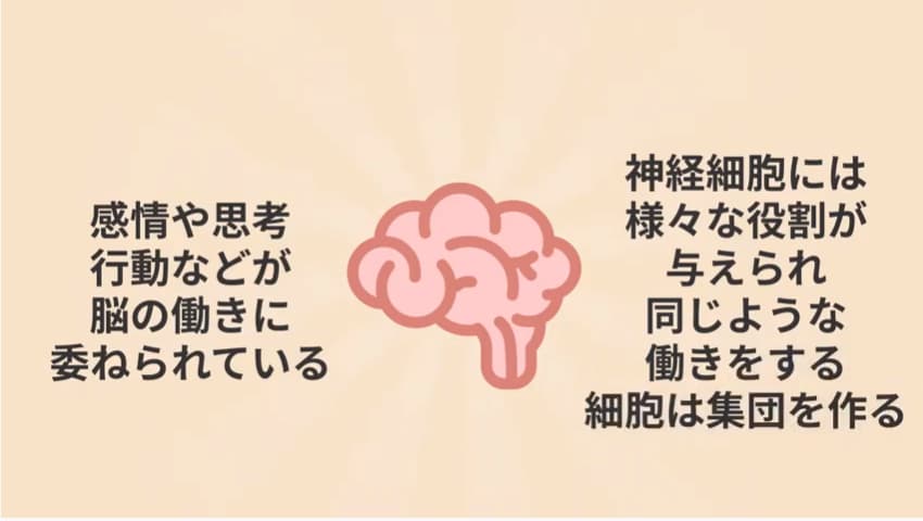 脳の働き